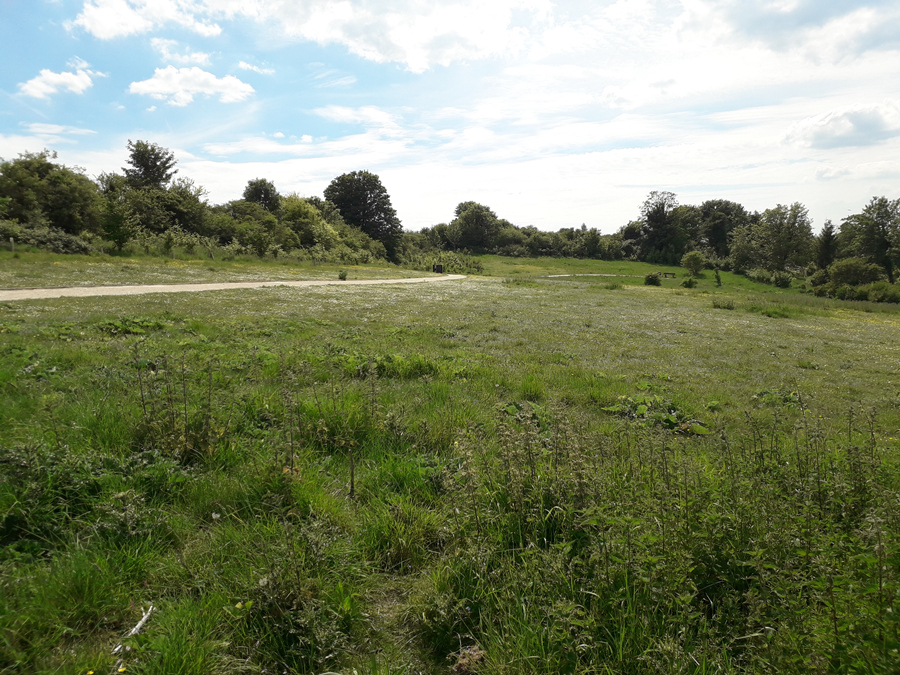 OxDrove  meadow